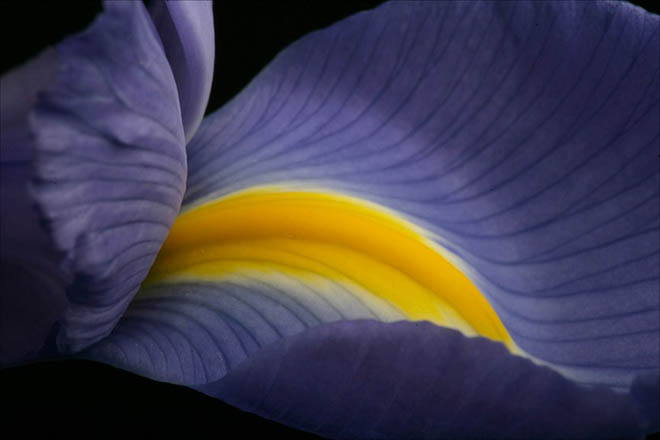 Il fiore dell'iris ritratto da Declan McCullagh nel 2005