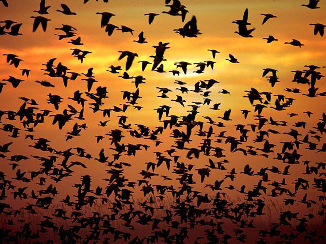 Volo di uccelli al tramonto